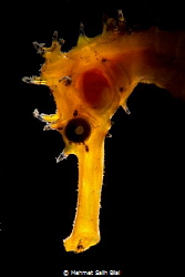 Glowing seahorse. by Mehmet Salih Bilal 